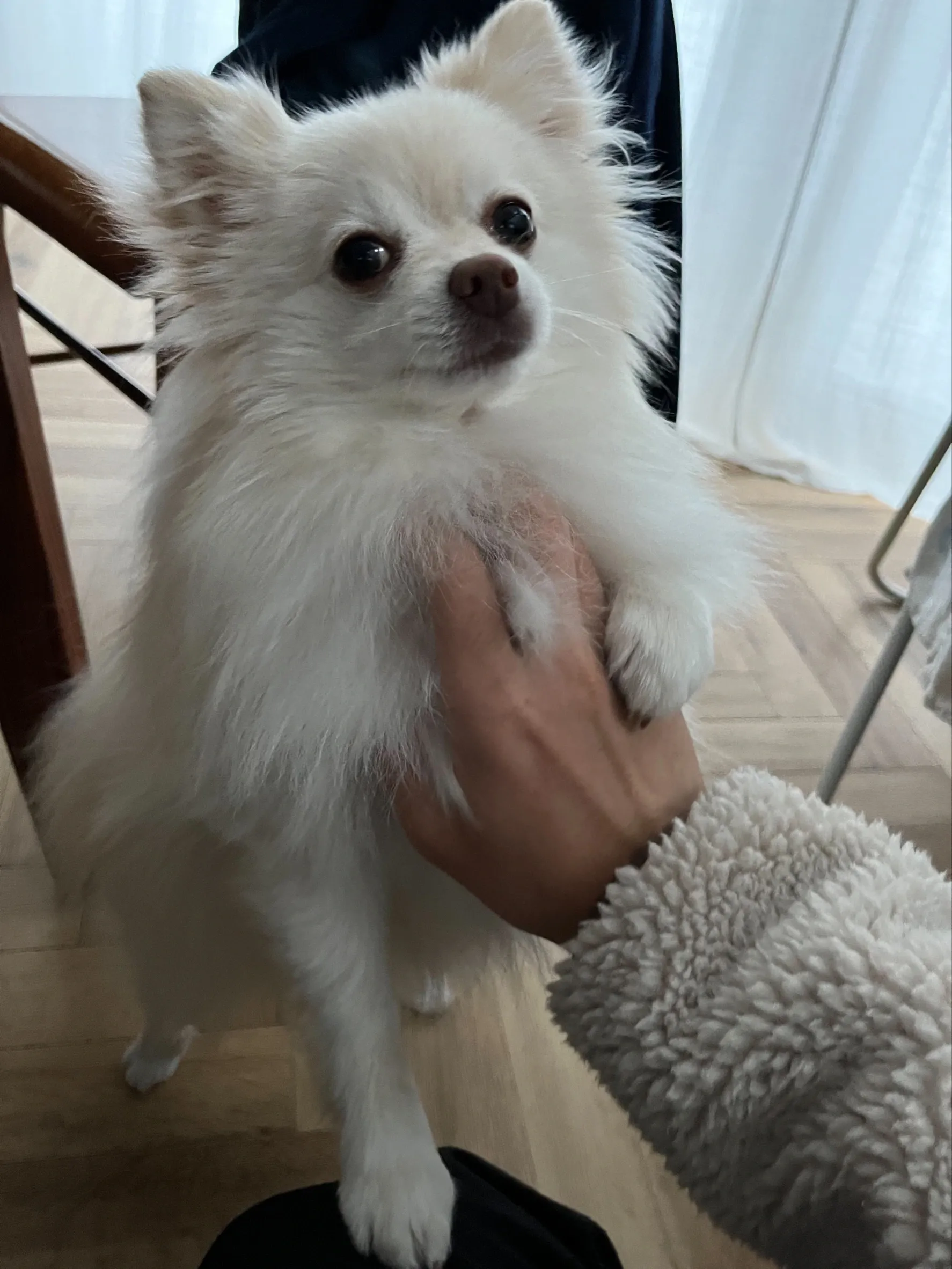 犬の写真