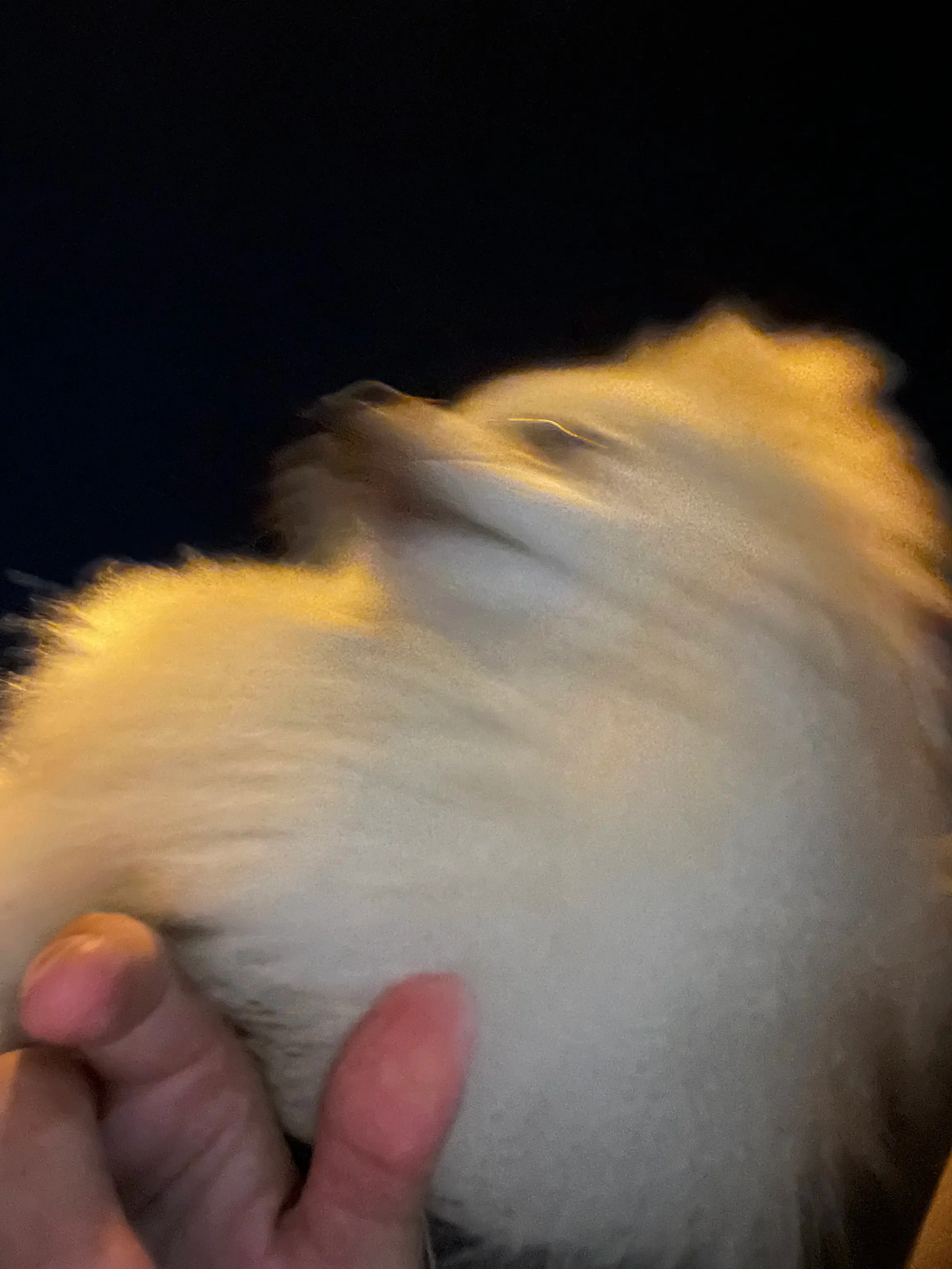 犬の写真