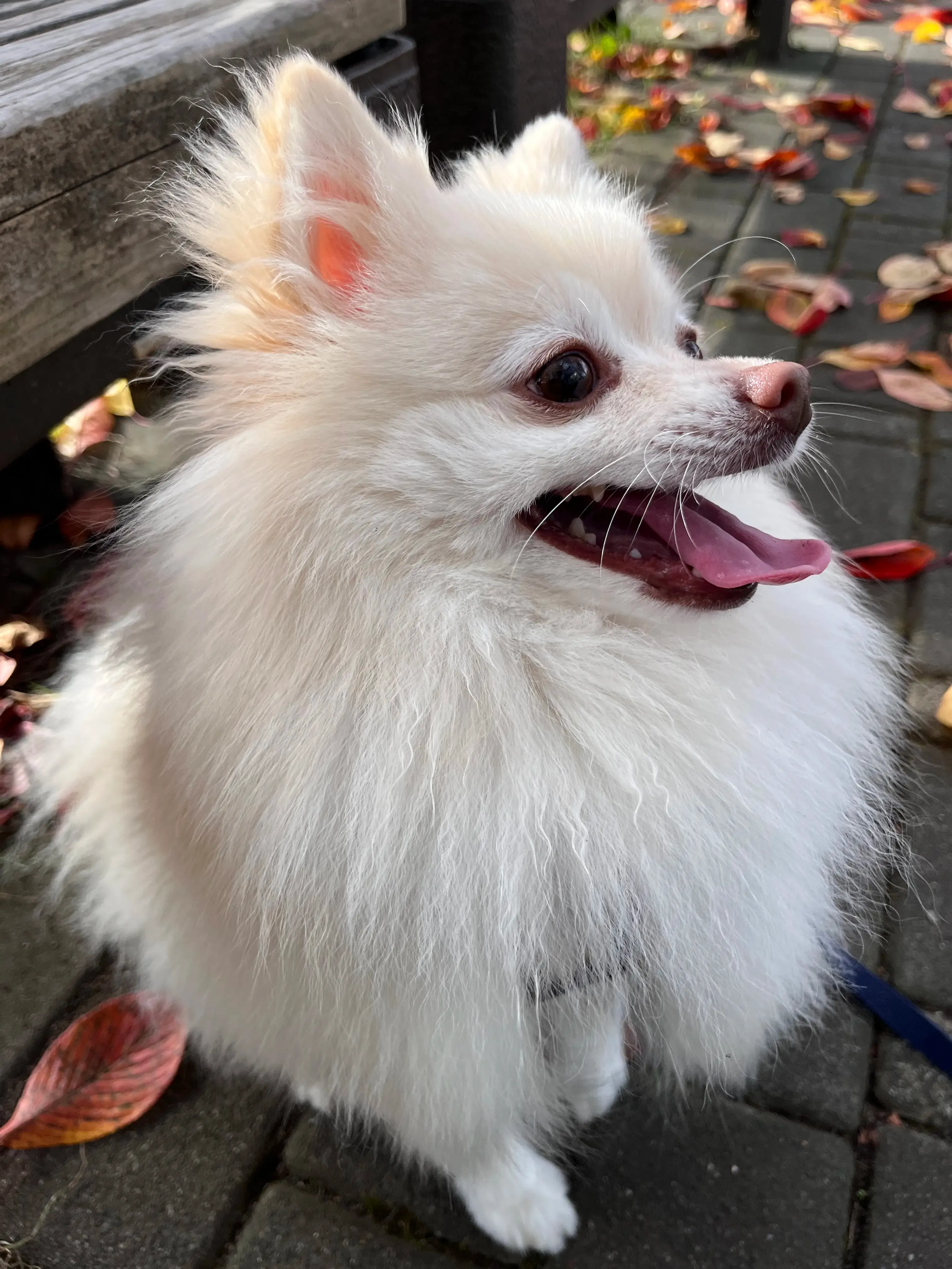 犬の写真