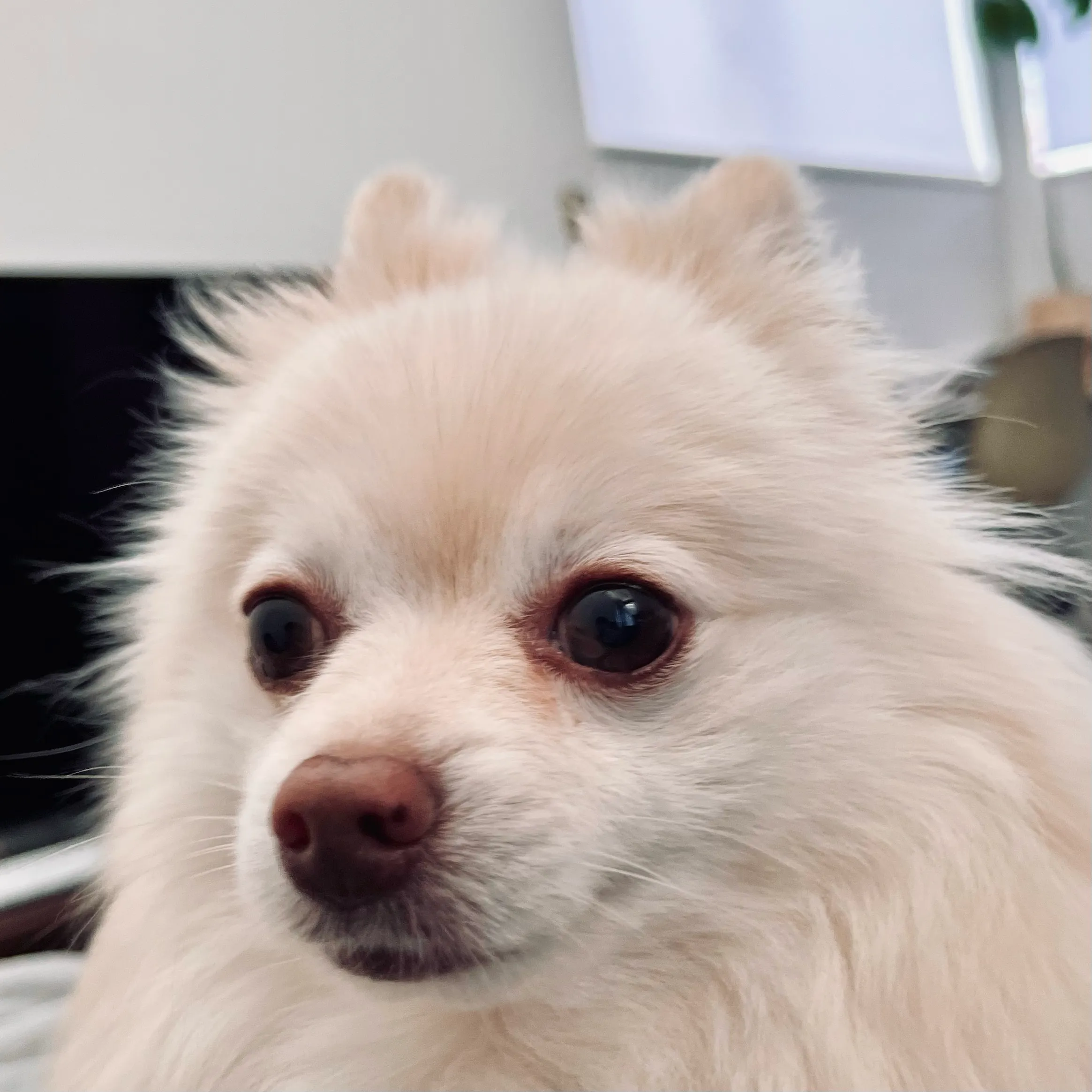 犬の写真
